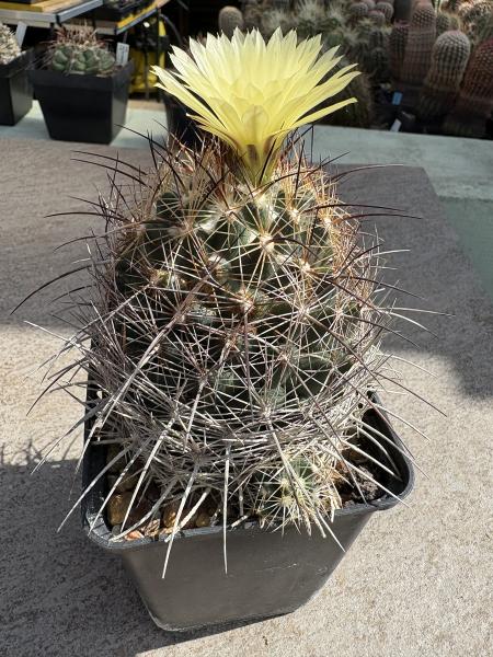 Coryphantha delaetiana